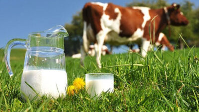100 binlerce süt hayvanı kesime gitti