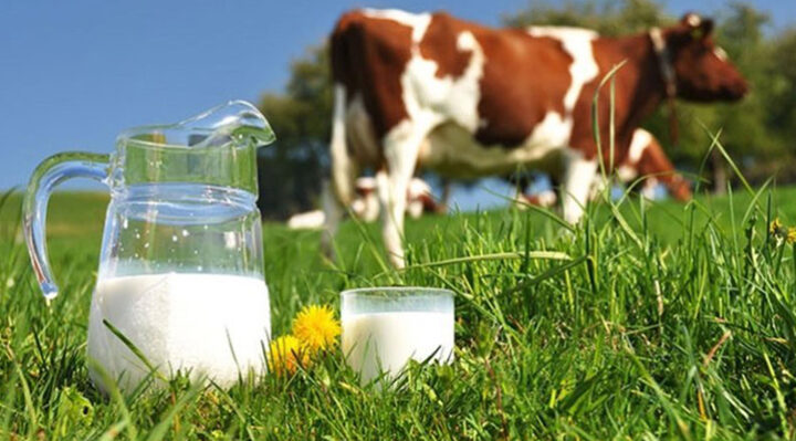 100 binlerce süt hayvanı kesime gitti