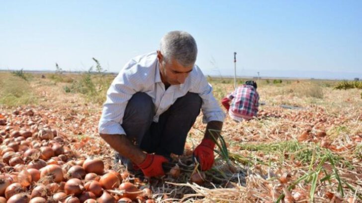 Çiftçi borç yükü altında ezildi