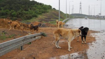 Bursa’da bu köpeklerin çoğu öldü! Bir belediye deşifre oldu…