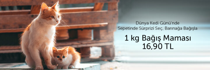 n11’den Dünya Kedi Günü’ne Özel Bağış Kampanyası!