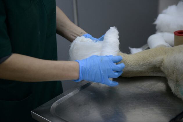 YARALI KÖPEK AMELİYATLA HAYATA DÖNDÜRÜLDÜ