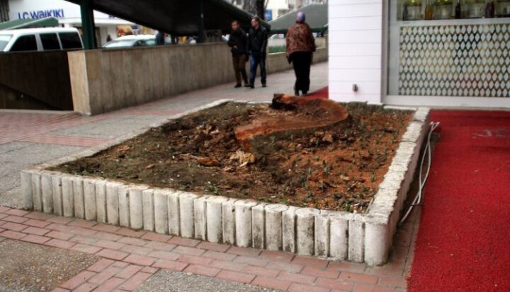 “Biz çınarları koruyoruz” söylemi ne kadar doğru?