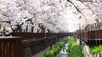 Güney Kore’de Çiçek Festivalleri Zamanı