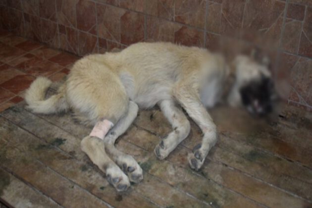 Bursa’da köpekler zehirlenmişti! Başkan Türkyılmaz’dan tepki…