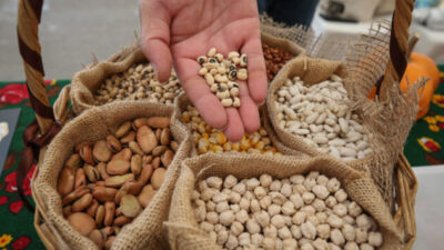 Nilüfer’de on binlerce tohum takas edildi