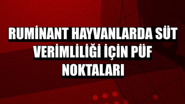 Ruminant hayvanlarda süt verimliliği için doğru besleme şart