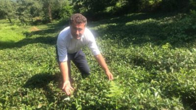 TEKEL’İ yok ettikleri gibi ÇAYKUR’u da yok edecekler!