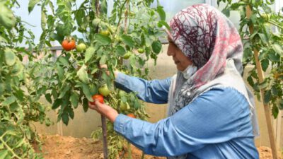 YILDIRIM’DA HASAT ZAMANI