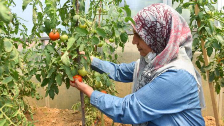 YILDIRIM’DA HASAT ZAMANI