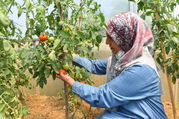 YILDIRIM’DA HASAT ZAMANI