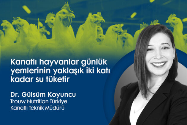 Kanatlı hayvanlar günlük yemlerinin yaklaşık iki katı kadar su tüketir