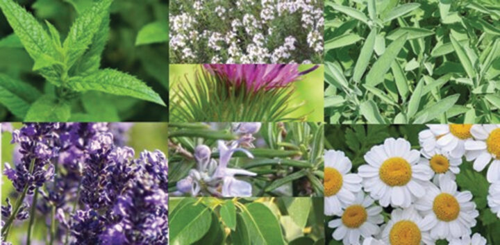 TIBBİ VE AROMATİK BİTKİ YETİŞTİRİCİLİĞİNİ ÖĞRENDİLER