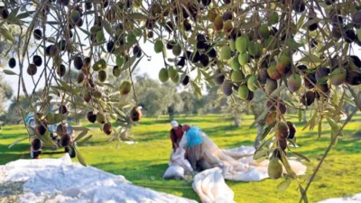 Kara Elmas Zeytin Dalında Kurudu!