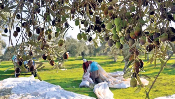 Kara Elmas Zeytin Dalında Kurudu!