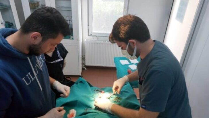 Veteriner hekim adaylarına uygulamalı eğitim