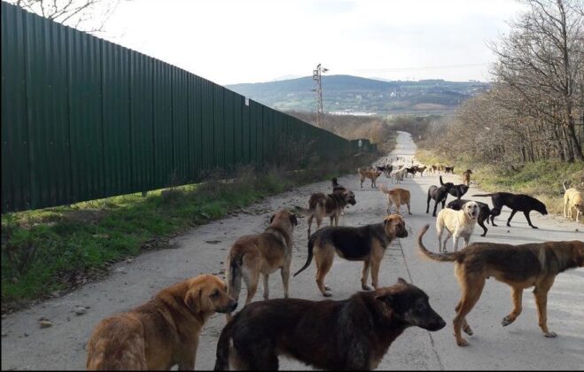 Cüneyt Bülent Şeker Yazdı; KÖPEKLERLE BİR SORUNUNUZ MU VAR?