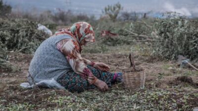 AKP, zeytinlikleri yok etmeye yemin etmiş