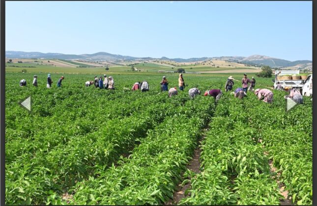 Yenişehir Biberi’ne de tescil belgesi