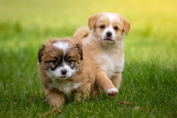 Kaçak yollarla yurt dışından getirilen köpeklerde sağlık sorunları ortaya çıkıyor