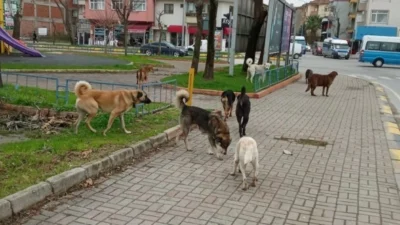 GELECEK YILDIRIM; Sokak Canlarının Günlük Yaşadığı Sorunların Tamamı İçin Kalıcı Çözümler Üretilmeli