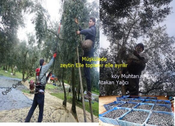 KIVIRCIK ZEYTİNLER MÜŞKÜLEDE TOPLAMAYA DEVAM EDİLİYOR