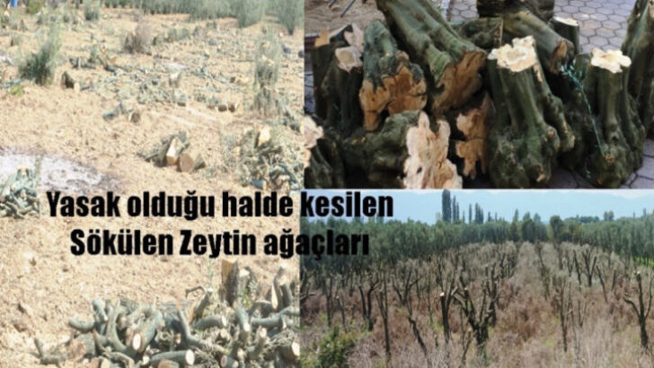 ZEYTİN AĞAÇLARI SÖKÜLMESİN