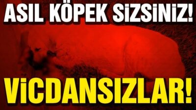 Gaziantep’te Köpeğe İşkence ve Ölüm!