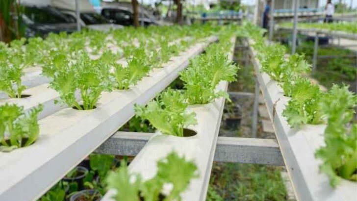 BODRUM BELEDİYESİ’NİN PROJESİ ONAYLANDI TOPRAKSIZ TARIM PROJESİ, NİSAN 2023’TE BAŞLIYOR