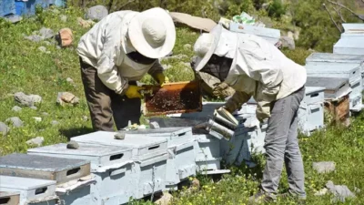 Arıcılık Üretimi Desteklenmeli 1 Milyar Dolara Hükmedebiliriz