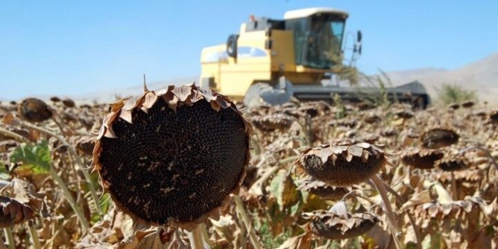 Ayçiçeğini küresel ısınma ve kuraklık vurdu, rekolte düştü