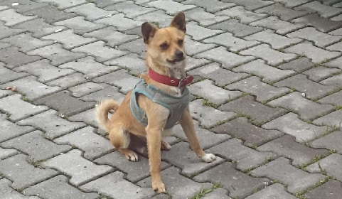 Kayıp Köpek!