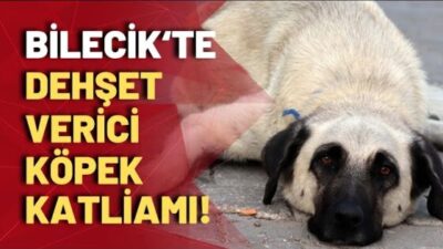 Bilecik’te yapılan köpek katliamı son olacak mı?