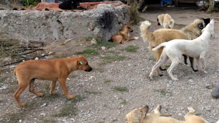 Sokak Canlarının Günlük Yaşadığı Sorunların Tamamı İçin Kalıcı Çözümler Üretilmeli.!!!