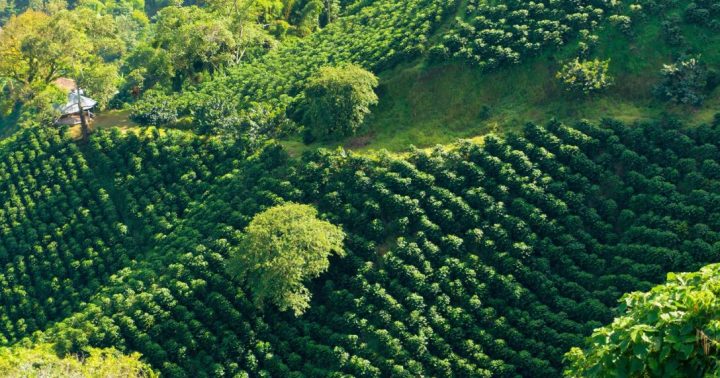 Anisah Coffee, günlük kahve üretimini 3,5 tonun üzerine çıkardı