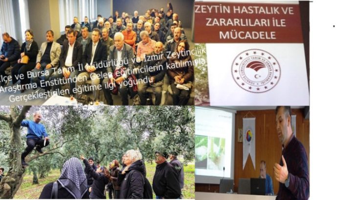 ZEYTİN HASTALIKLARI ZARARLILARI VE BUDAMA EĞİTİMİ