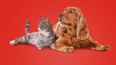 Evcil Hayvan Bakımında Sıkça Yapılan 15 Hata