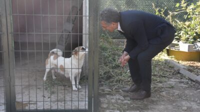 Patili canlar Gemlik Belediyesi’nin koruma altında