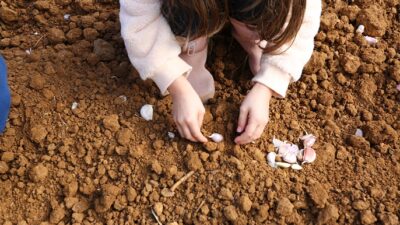 ULA SARIMSAĞINDA İMECE USULÜ ‘ÜRETİM’ MODELİ