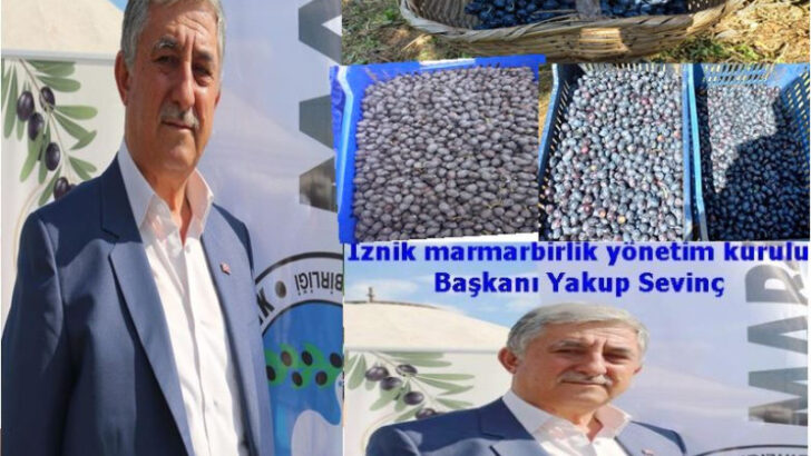 İznik Zeytin Kooperatifi’nin hedefi 15 bin ton zeytin almak