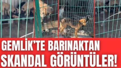 Bu vahşet de “sadece bir ihmal deyip” küçümsemesine asla müsaade etmeyeceğiz.