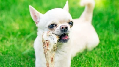 Köpeklere Kemik Yedirmeyin!