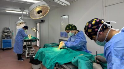 Osmangazi’de ayda ortalama 200 kedi kısırlaştırılıyor