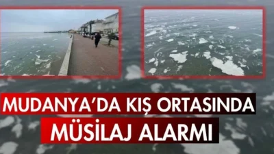 Mudanya Sahillerinde Yeniden Müsilaj Tehlikesi!