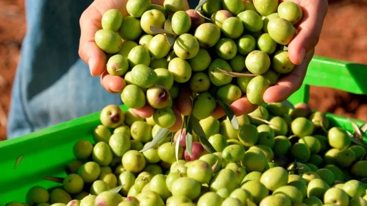 TÜRKİYE’DE EN ÇOK ZEYTİN ÜRETEN ŞEHİRLER BELLİ OLDU!… MANİSA, BURSA, AYDIN ÜRETİMDE ZİRVEDE!…