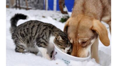 Sokakta yaşayan canlar sizin için ne zaman CAN olacak.