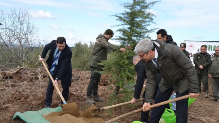Bursa’da Denetimli Serbestlik Yükümlüleri Karaçam Fidanlarını Toprakla Buluşturdu