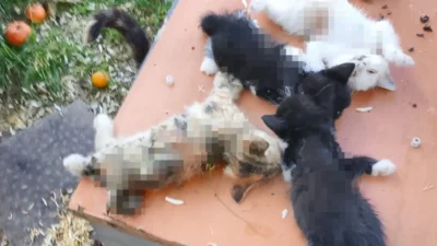 Sahildeki Vahşetin Takipçisiyiz, Sessiz Canlara Kıyanları Affetmeyeceğiz!