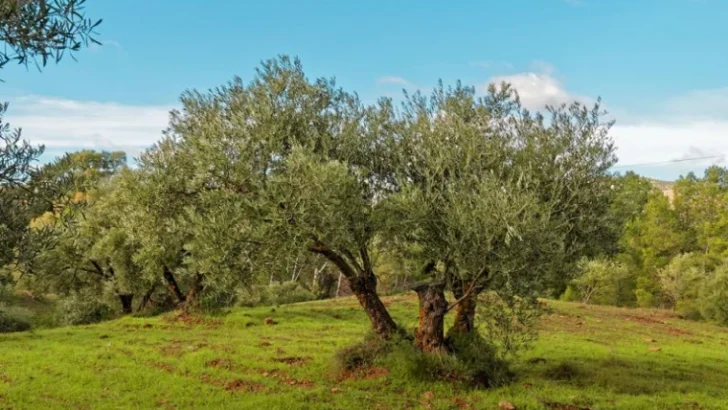 Türkiye’deki zeytin üreticileri tehdit altında!