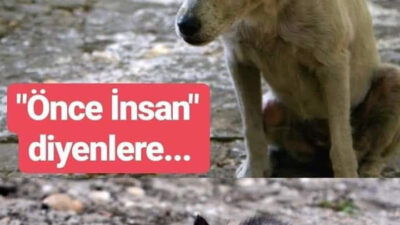 Kütahya Tavşanlı’da “Can Dostlar” İçin Gece Gündüz Mücadele: Cansu Altıntaşlı’dan Örnek Davranış